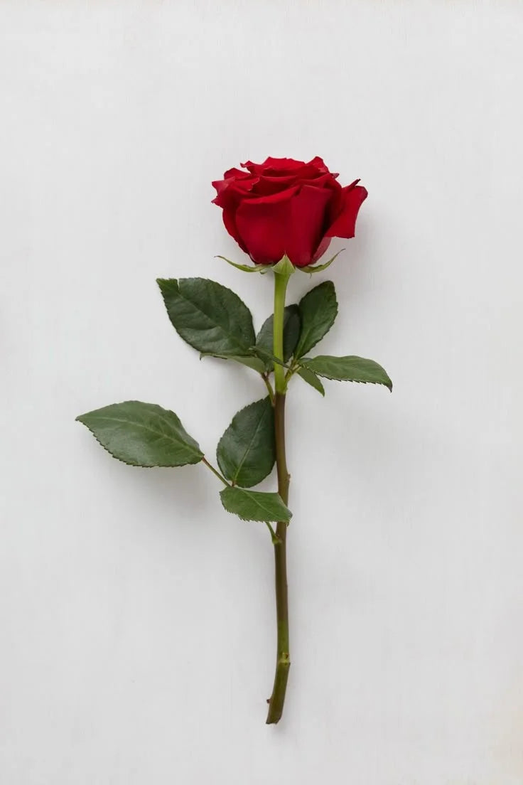 Single Rose – Classic & Beautiful